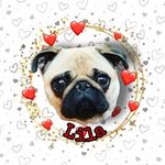 ☙ ◭ ➚ Lila’s PugLife ❦ ☽