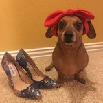 Lilo__thechiweenie