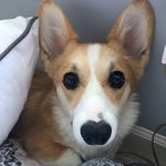 Rei the Corgi Loaf