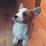 Link The Corgi