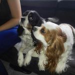 Lisette Heijnix Lisette Heijnix