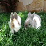 Little Big Rabbits