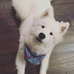 Pictures of Duffy the Samoyed