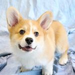 Dino_the Corgi