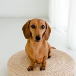 LITTLE DAISY DACHSHUND