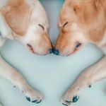 Labrador & Golden Retrievers