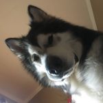 Life With An Alaskan Malamute