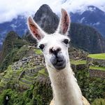 Llamas + Alpacas