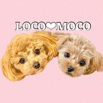 ✳︎LOCO&MOCO✳︎