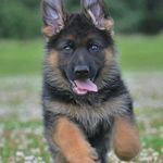 Love German Shepherd