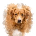 Loke the Toller