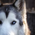 Loki the Wolfdog