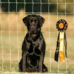 Lone Star Retrievers