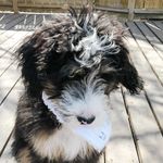 Louie the Bernedoodle