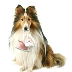 Shetland Sheepdogs ®