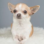 Do you have a Chihuahua baby?