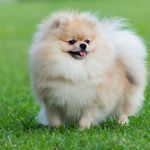 Love.Pomeranian.Daily