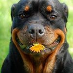 We love Rottweiler