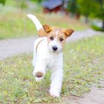 LOVE THE JACK RUSSELL