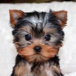 Love Yorkies