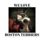 🐾 We Love Boston Terriers 🐾