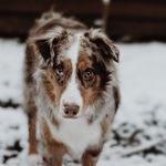 Lyanna the Aussie