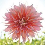 Andrea Gagnon 🌺 Flower Farmer