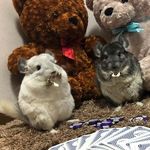 chinchilla_lover