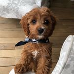 mabel the little cavapoo