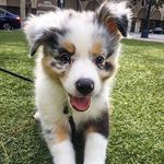 Macaroni the Aussie