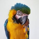 'RED' the blue & gold macaw