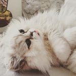 Magic Persian Cat