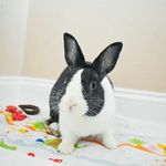 Oreo🐰