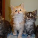 Mainecoon Kittens For Sale