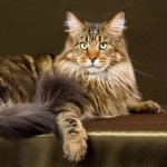 Maine Coons Of Instagram