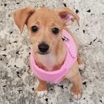 Maisy.the.chiweenie