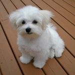 Maltese