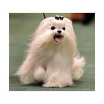 Maltese Dog Breed