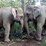 MandaLao Elephant Conservation