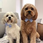 Marley&Merlot_cavoodle