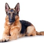 german shepherd