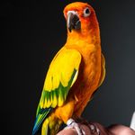 Maverick The Parrot Maverick The Parrot