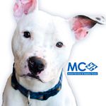 MoCo Animal Services