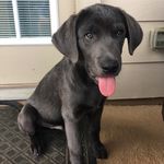 Kylo the Charcoal Lab