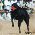 MAHARASHTRA GREYHOUND ASSO.