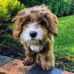 Mimzy The Cavapoo