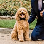 Bruno The Mini Goldendoodle