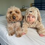 Bentley The Goldendoodle Puppy