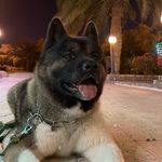 Male American Akita