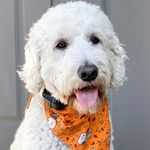 вαιℓєу вєє | F1B Goldendoodle